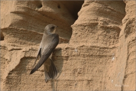 <p>BŘEHULE ŘÍČNÍ (Riparia riparia) - jižní Morava ---- /European sand martin - Uferschwalbe/</p>
